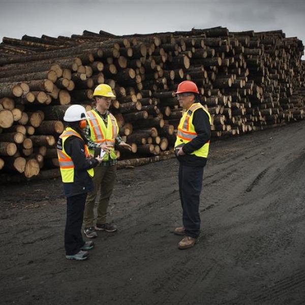 An image representing forestry industry with 3 people wearing head gear and ear protection around wood logs